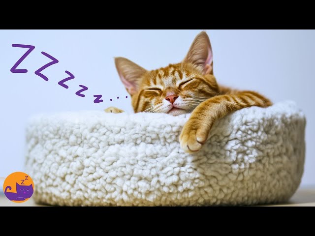 15 HOURS of Deeply Soothing Cat Music for Relaxation and Sleep 💤🐱