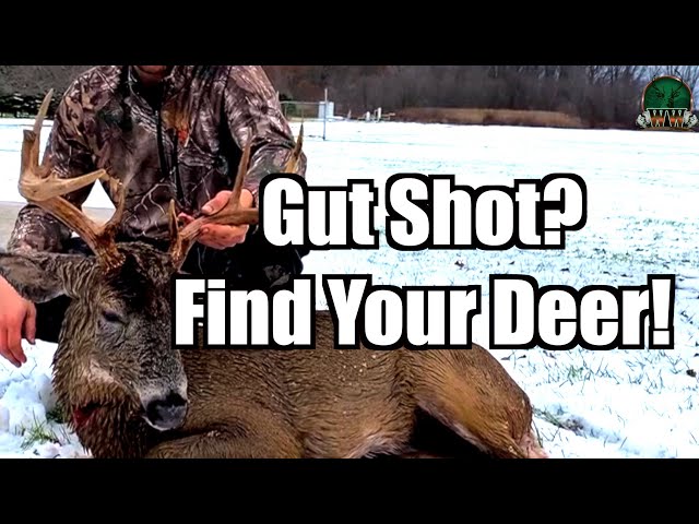 Tips for Recovering Gut Shot Deer | Real Hunt Demonstration