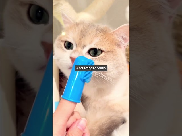 How To Brush Your Cat's Teeth