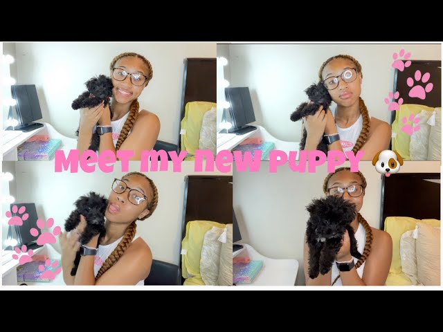 MEET MY NEW PUPPY|||THINGS TO GET/EXPECT WHEN GETTING A PUPPY!💕