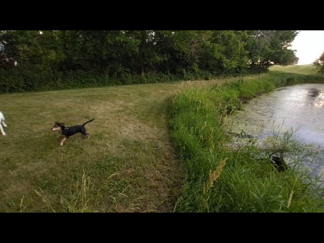 VR Nature walk Lilly fetching sticks in Pond 2