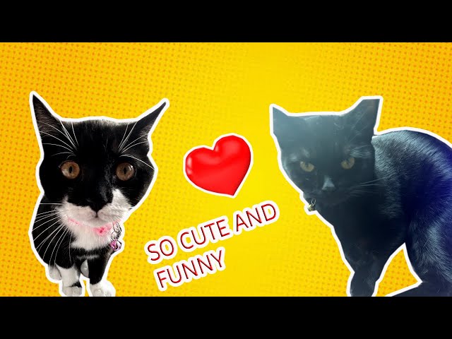 Cute And Funny Cat Videos | Compilation | My Cats Growing Up Part 1