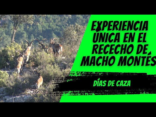 EXPERIENCIA ÚNICA EN EL RECECHO DE MACHO MONTÉS