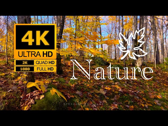 Nature 4K : Automne 23