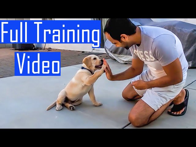 Labrador Puppy Learning and Performing Training Commands | Dog Showing All Training Skills