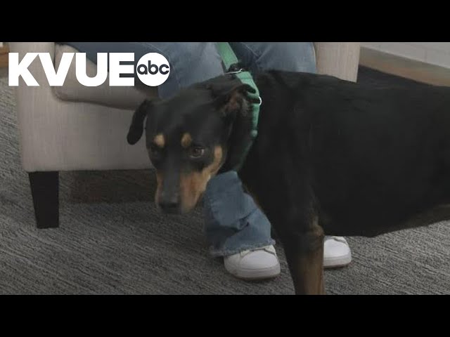 Meet Bella, a dog available to adopt from the Austin Animal Center | Pet of the Week