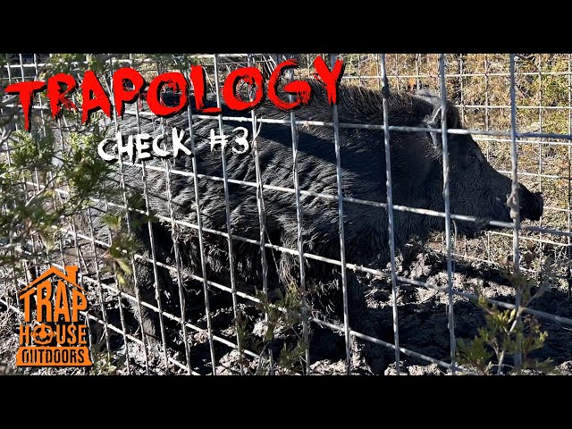 TRAPOLOGY: [CHECK #3] Trapped My 1st Wild Hog!!! (Huge BOAR in Voorhies Hog Trap) #trapping #vlog