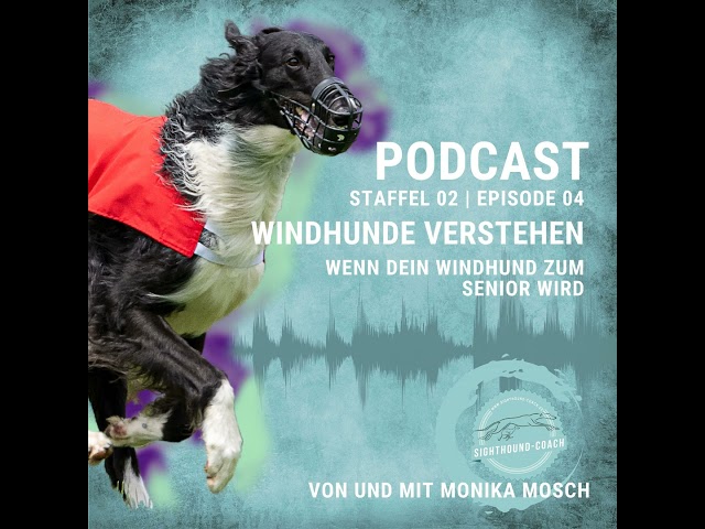 Windhunde verstehen - Wenn Dein Windhund zum Senior wird!