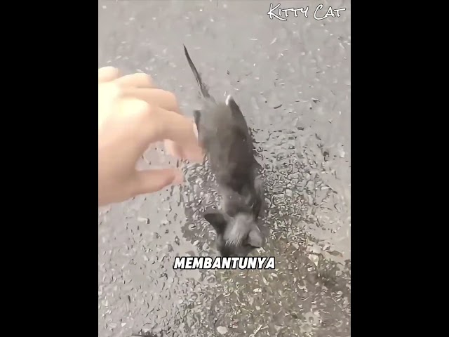 Anak Kucing Ini Ketinggalan Rombongan Induknya Dan Lihatlah Apa Yang Dilakukan Pria Ini