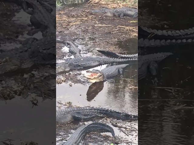 Just A Normal Day In Florida🤗 #crocodiles #florida #wildanimals