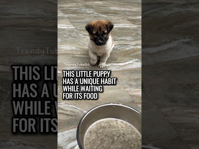 This Little Puppy Has a Cute Ritual Before Eating 😍