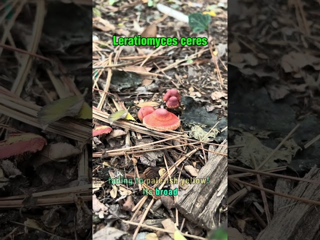 Wood Chip Cherry Mushrooms Explained (#mycology)