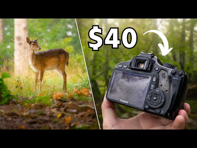 Using a low-budget Camera for Nature Photography (POV)