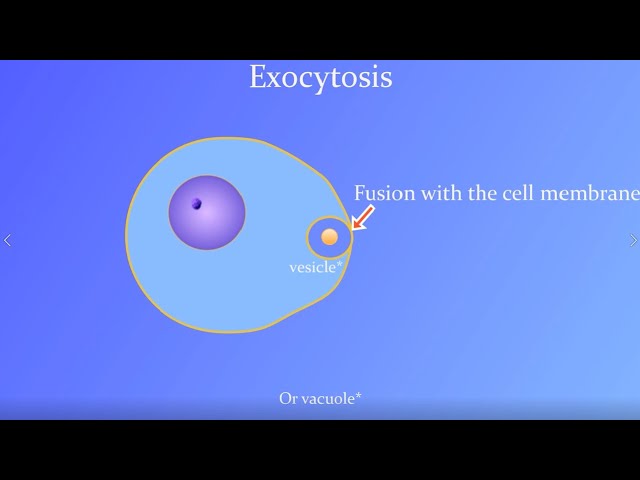 Exocytosis Animation (with a real Paramecium!)