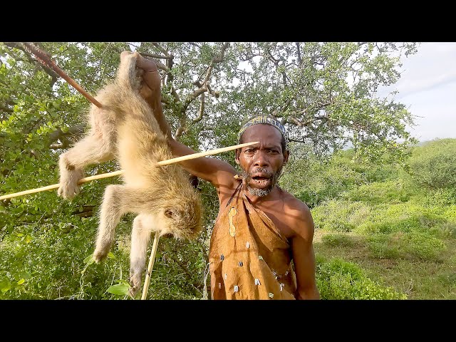 It's another day in Hadza Land...TODAY no BABOON, they catch MONKEY for food!!! Hunting to survive