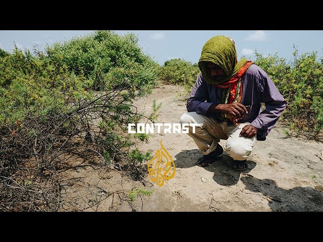 Mangrove Man of India