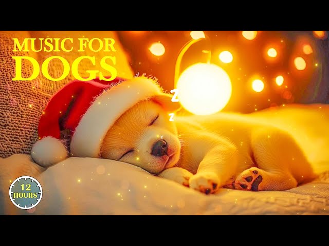 Christmas Piano Melodies Help Dogs Reduce Anxiety🎄🐶 Soothing Dog Music Videos for Dog to Watch💖