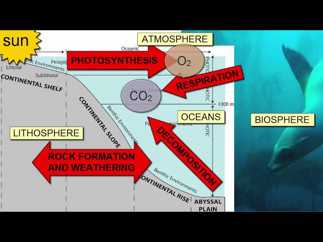 Marine Oxygen and Carbon Dioxide Cycles: The Basics