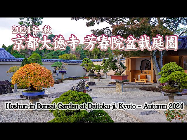 Hoshun-in Bonsai Garden at Daitoku-ji, Kyoto – Autumn 2024