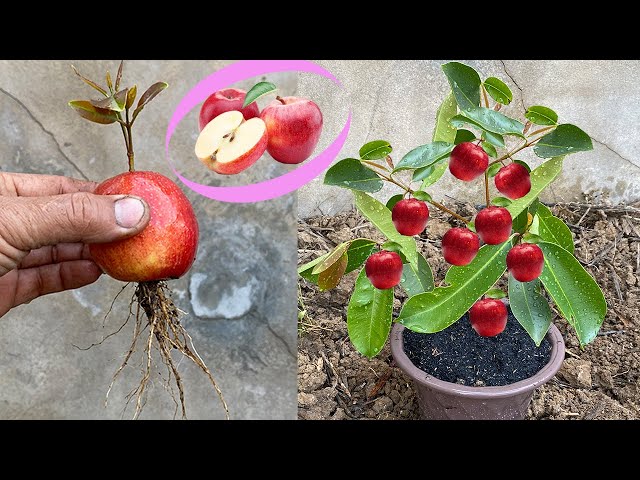 How to grow apple from apple fruit in a water bottle  - how to propagate apple from apple fruit