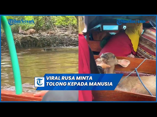 Viral Detik detik Rusa Meminta Pertolongan Kepada Manusia Saat Dikejar Sekelompok Anjing Liar