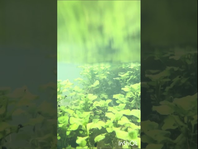 Cool underwater video #amazing #beautiful #fun #pretty #wildlife #water