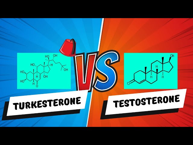 Turkesterone Versus Testosterone | Does Turkesterone Boost Testosterone? Is Turkesterone Anabolic?