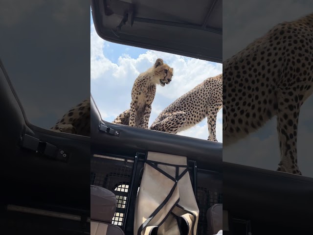 🐆 Up Close with Cheetahs: Mother and Cub Explore Our Jeep #cheetah  #safari #wildlifevideography