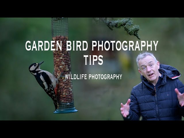 Garden Bird Photography Tips