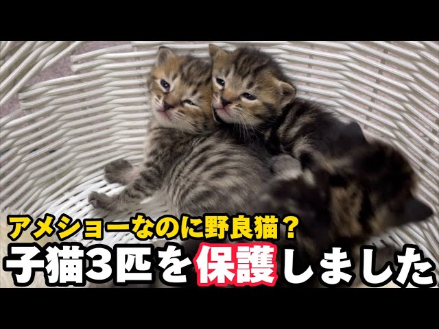 野良のアメショー？子猫と母猫を一緒に保護しました