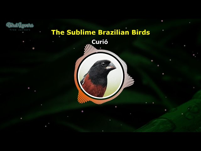 The Song of the Curió - Brazilian Birds | Bird Lovers