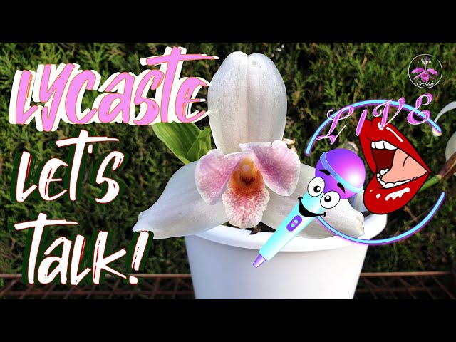 🎤 Lycaste Live Stream Repotting Sesh | Deciduous Evergreen EVERYTHING Lycaste | Care #ninjaorchids