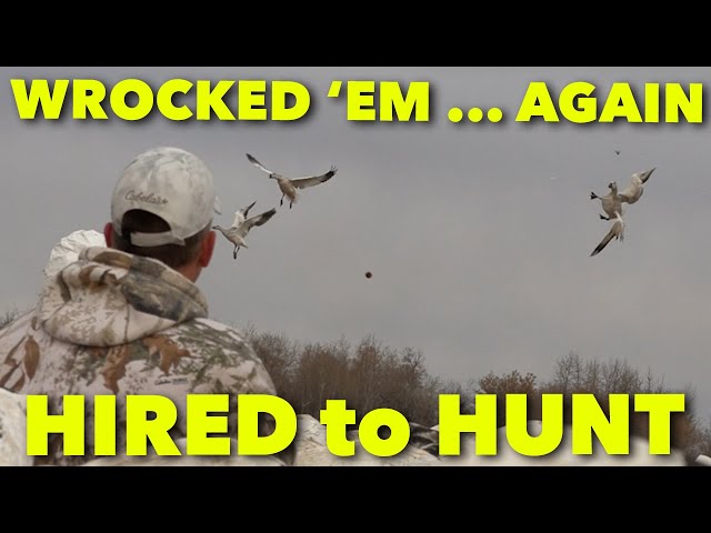 WROCKED 'EM AGAIN ... Hired to Hunt Season 6: Hunting Limits of Ducks & Geese at Ongaro's.