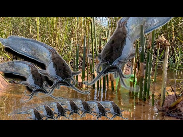 New Primitive Technology; How I made A Trap to Catching Fishes in rice Field?