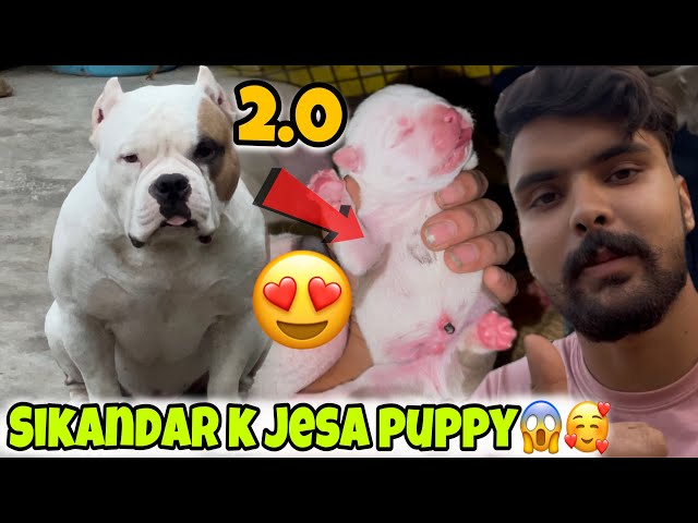 Hippo puppy same Sikandar 2.0 😍🐶