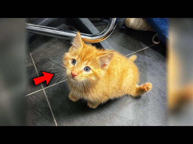 Disabled kitten after surgery is so happy to walk and run for the first time