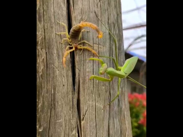 Praying Mantis Vs Scorpion Which One is Powerful?