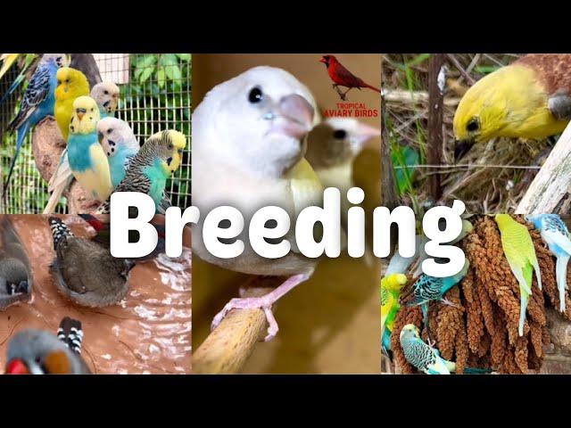 2024 UPDATE - Breeding Birds | Finches, Canary, Budgies, Bird Aviary | S4:Ep2