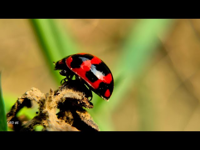 Wildlife macro video with mobile 😊 #grd46 #mobilephotography #wildlife #s24series #s25ultra