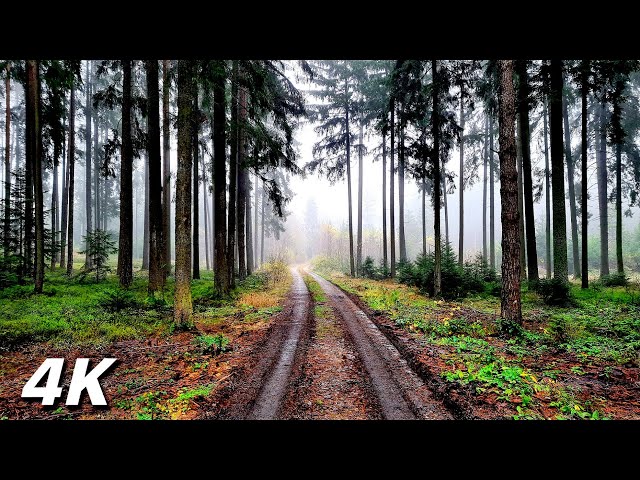 Foggy Afternoon Walk - Foggy Walk In The Moor ASMR 4k Without Music