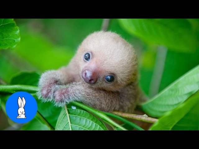 Baby Sloths Being Sloths - FUNNIEST Compilation