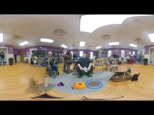 360 video: Ulster County SPCA cat room