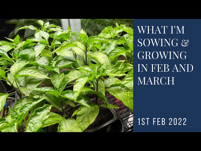 What I'm sowing and growing in February and March