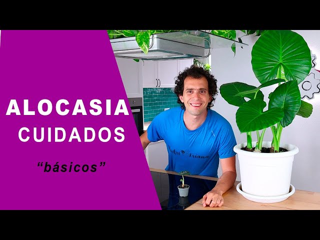 Cuidados básicos para las Alocasias