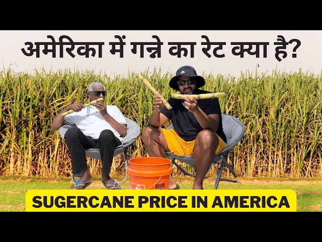 Sugarcane price in America | Benefits of sugarcane