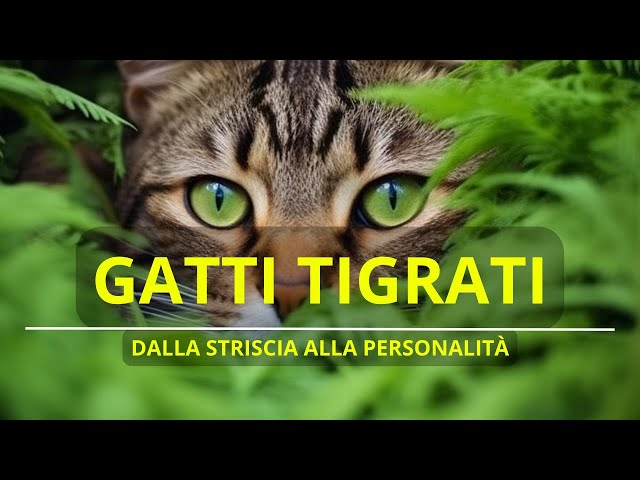 GATTI TIGRATI DALLE STRIATURE ALLA PERSONALITÀ - PETOPIA