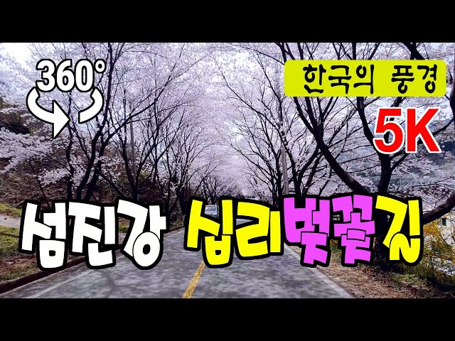 360° VR Seomjin River Cherry Blossom Road - 섬진강십리벚꽃길, 한국의 아름다운길(1),  5K