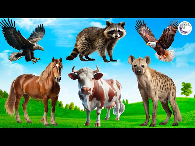 Funniest Animal Sounds In Nature: Eagle, Raccoon, Hyena, Cow, Horse, Hyena