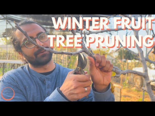 Winter Fruit Tree Pruning - NEVER ENDING GARDENING COURSE