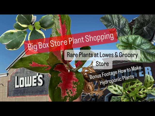 Big Box Store Plant Shopping Rare and Common Houseplants at Lowes and Grocery Store Plants